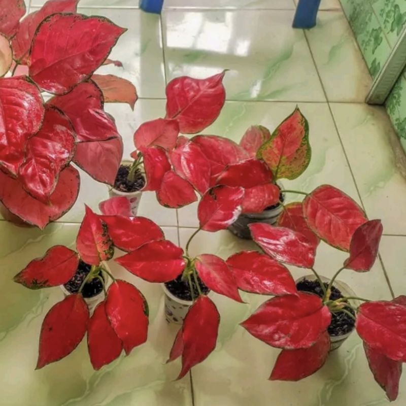 Aglaonema anakan Ruby Garuda daun 4-5
