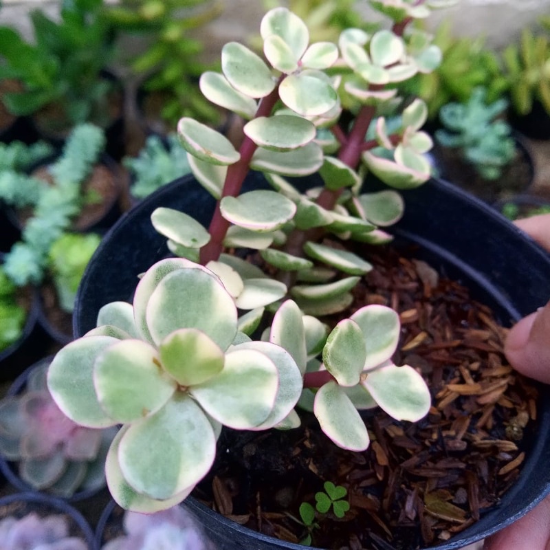 Sukulen Portulacaria Afra