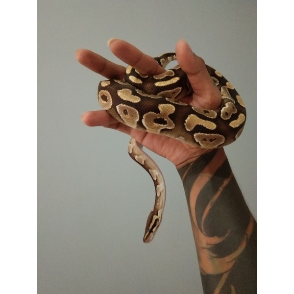 Ball Python Mojave Female
