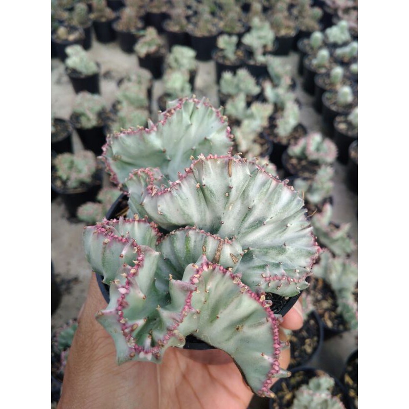 

lactea putih