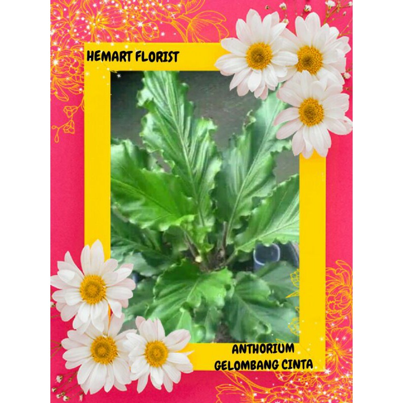 anthorium gelombang cinta dewasa