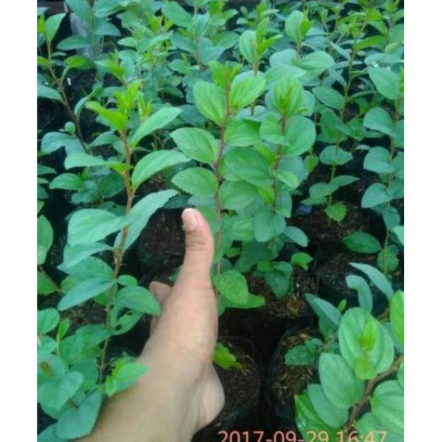 6 bibit bidara (BIBIT TERBAIK)