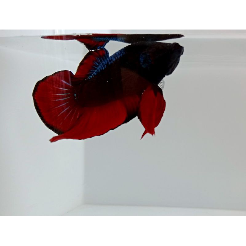 Cupang Avatar Vampire..