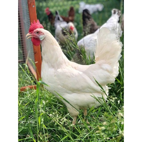 

TELUR AYAM HIAS LEGHORN WHITE FERTIL ASLI UNTUK TERNAK