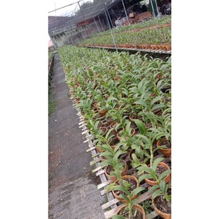 Jual Seedling Anggrek Dendrobium Scomborgia-tanaman hidup - tanama