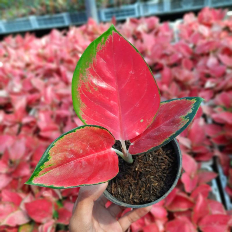 AGLONEMA SUKSOM MURAAH / SUKSOM MERAH CANTIK / SUKSOM / TANAMAN HIAS NDAH SUKSOM /DEKORASI SUKSOM/AG