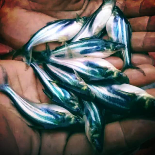Bibit ikan Patin