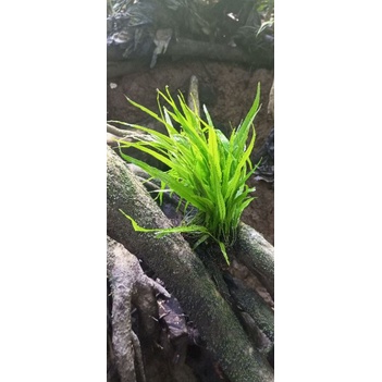 KADAKA AQUASCAPE MICROSORUM PTEROPUS NARROW ISI 30-40 DAUN
