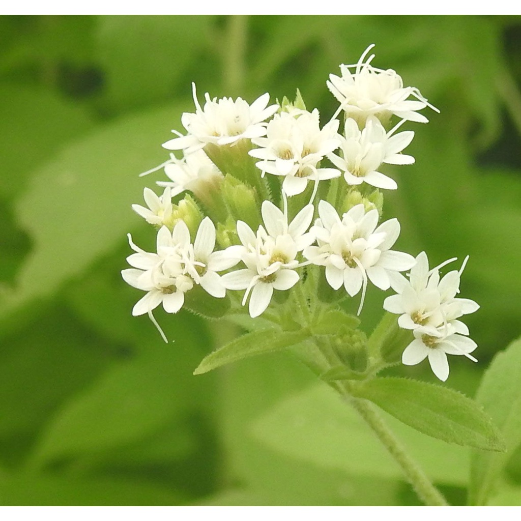 Kedaibenih - Benih Bibit Stevia ~ 2 Biji