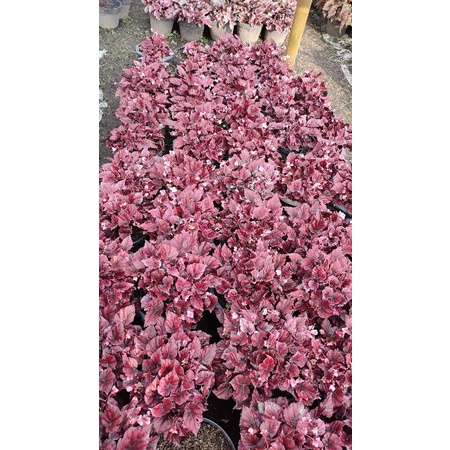 begonia red chili indukan