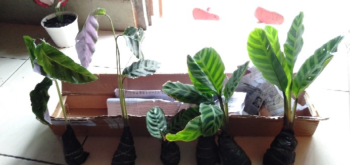 Calathea Warscewiczii-(pohon Calathea Sp. Calathea)