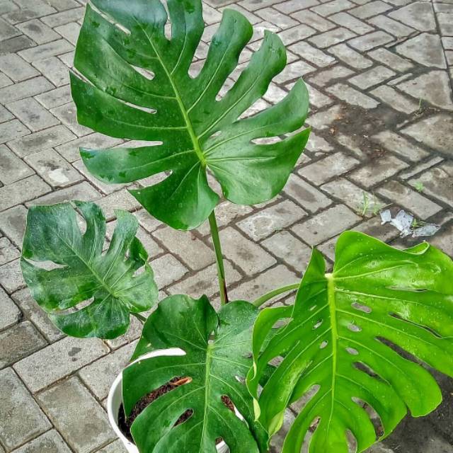 Tanaman Monstera King - Bibit Tanaman Monstera Daun Besar