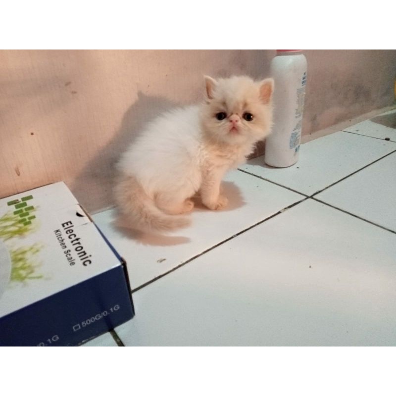 Kucing Persia Peaknose Extrime Longhair Betina Red Van Lucu