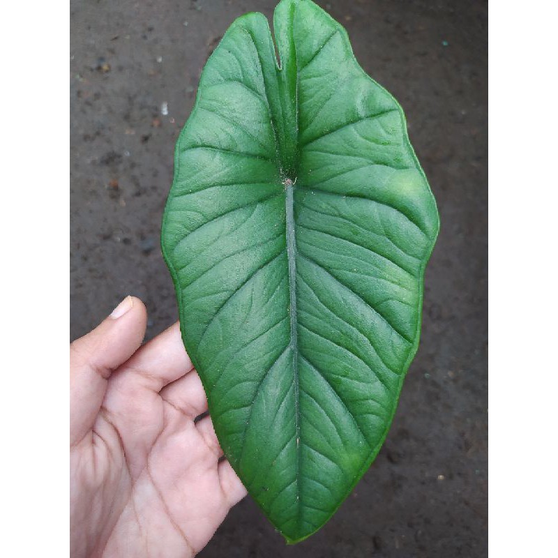 Alocasia Bisma Silver