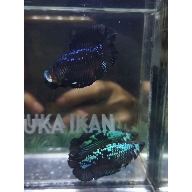 HIASAN AKUARIUM TOP SEPASANG PKDT/DTPK AVATAR GORDON SIAP BREED 100% REALPICT (DTGP11)