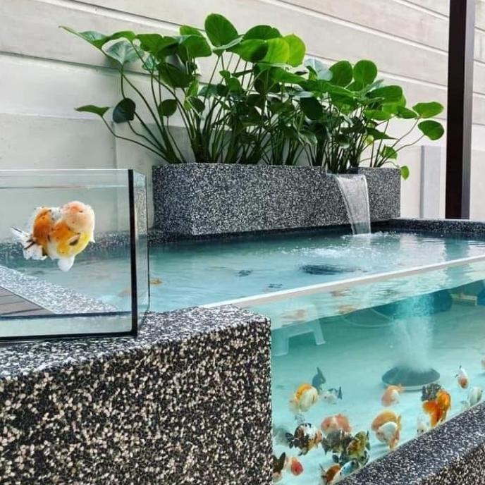 kolam ikan koi + kaca