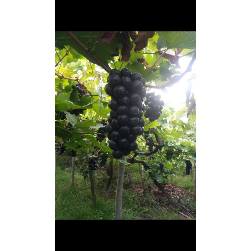 Anggur Bali / Anggur Hitam / Anggur Alfonso