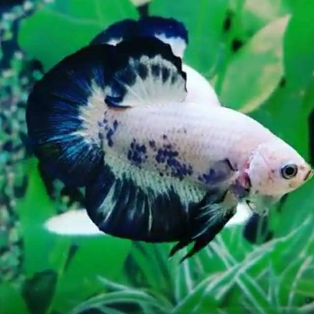 Ikan cupang blue rim panda