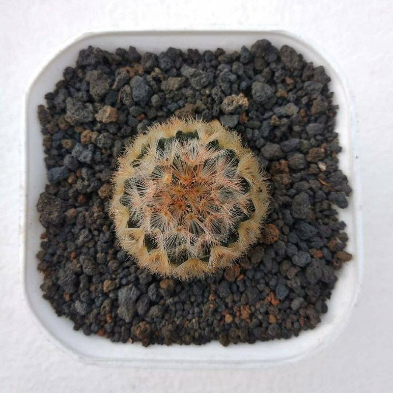 Mammillaria Carmenae