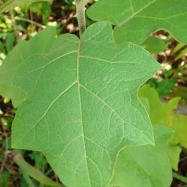 

Daun Takokak-Cipokak Segar Daun Cipokak Petik Dadakan