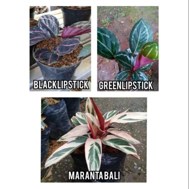 Paket 3 tanaman calathea - hiasan taman - tanaman hias calathea - bibit tanaman hias