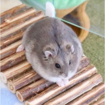 Hamster Winter White SUPER JINAK Lucu Imut MURAH