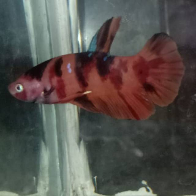 Cupang nemo