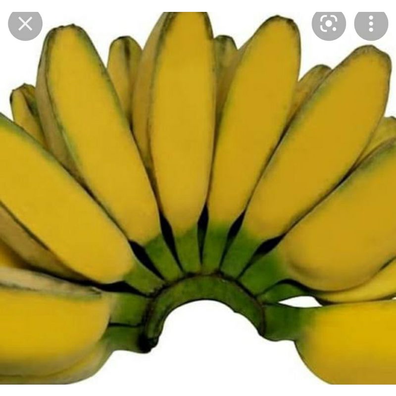 

Pisang kepok asli