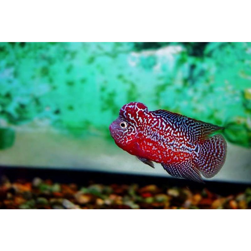 Louhan kamfa f2 redking thailand