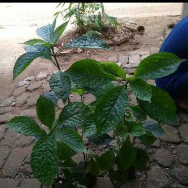 tanaman obat herbal keji beling