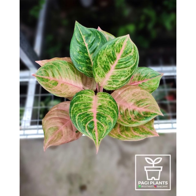 Aglaonema Susan