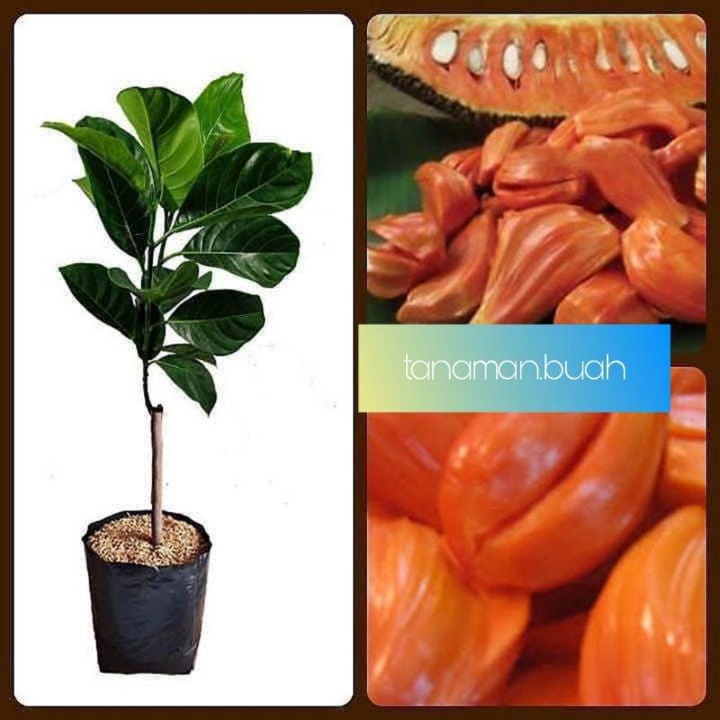 paket bibit nangka merah cepat berbuah