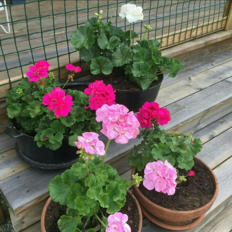 tanaman hias bunga geranium