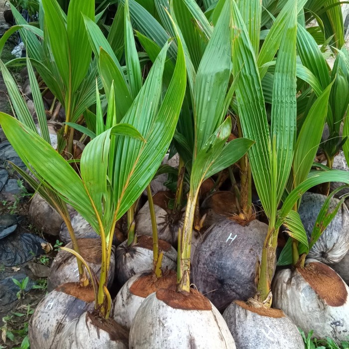 Bibit kelapa hibrida super genjah