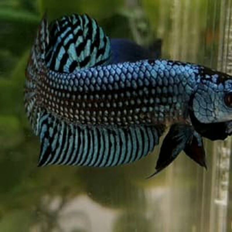 Cupang Wild Betta Alien Hybrid Grey - Ikan Cupang Alam Alien Grey