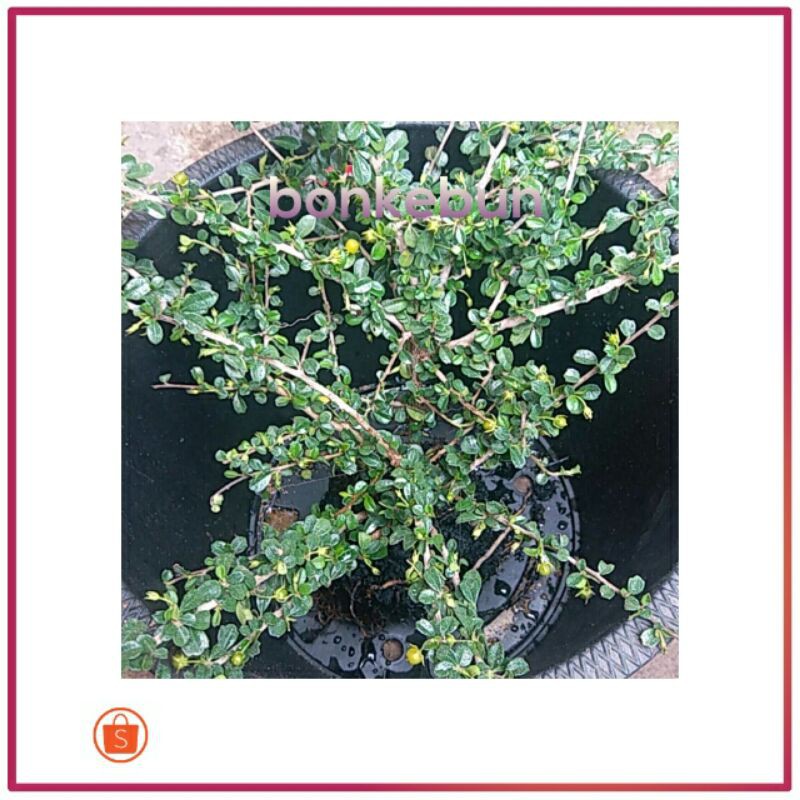 bahan bonsai hokiantea mikro hokiantea micro Carmona microphilla tinggi 25- 30cm bahan bonsai