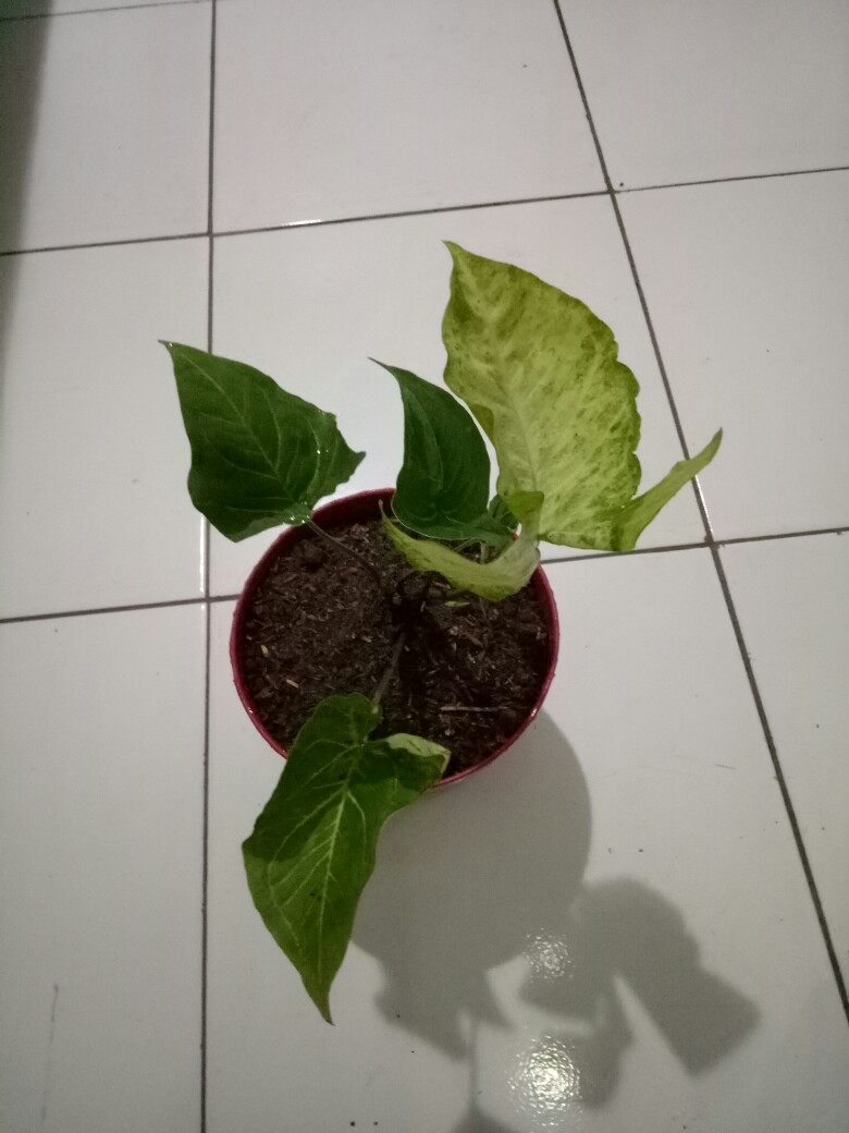 Tanaman Hias Singonium Tisu Sp