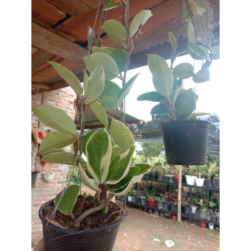 bunga dolar varigata