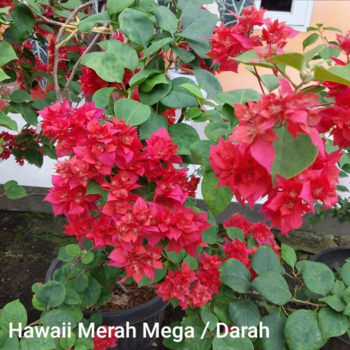 Bunga Bougenville / Kertas Id Hawaii Merah Mega / Merah Mega Tumpuk -Tanaman Hidup- Bunga Hidup