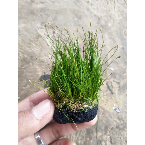 wabikusa haigrass/ hg media wabikusa