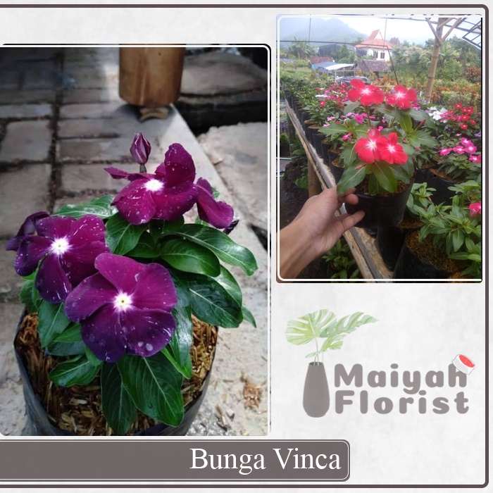 Tanaman Hias Bunga Vinca - Tapak Dara - Periwinkle - Sudah Berbunga