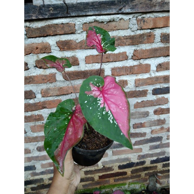 Caladium Red Clown ( Keladi Red Clown)