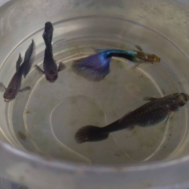 Ikan guppy hb blue