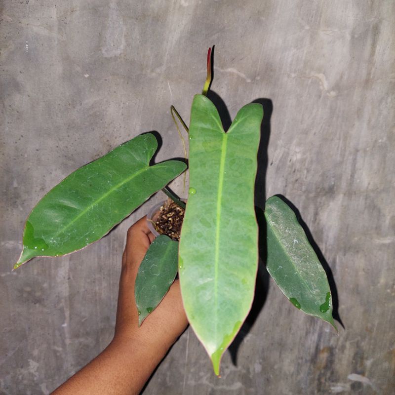 philodendron atabapoense tanaman hias