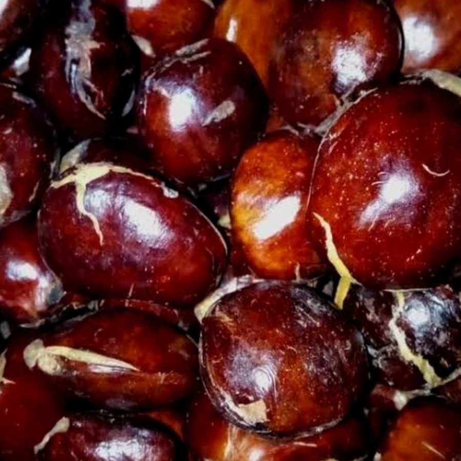 

Jengkol 1 kg - 1/2 kg