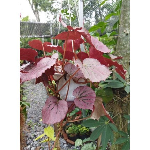 begonia gantung /begonia