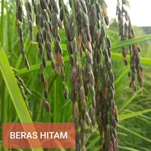 Benih Padi Beras Hitam Bibit Padi Beras Hitam Unggulan Indonesia