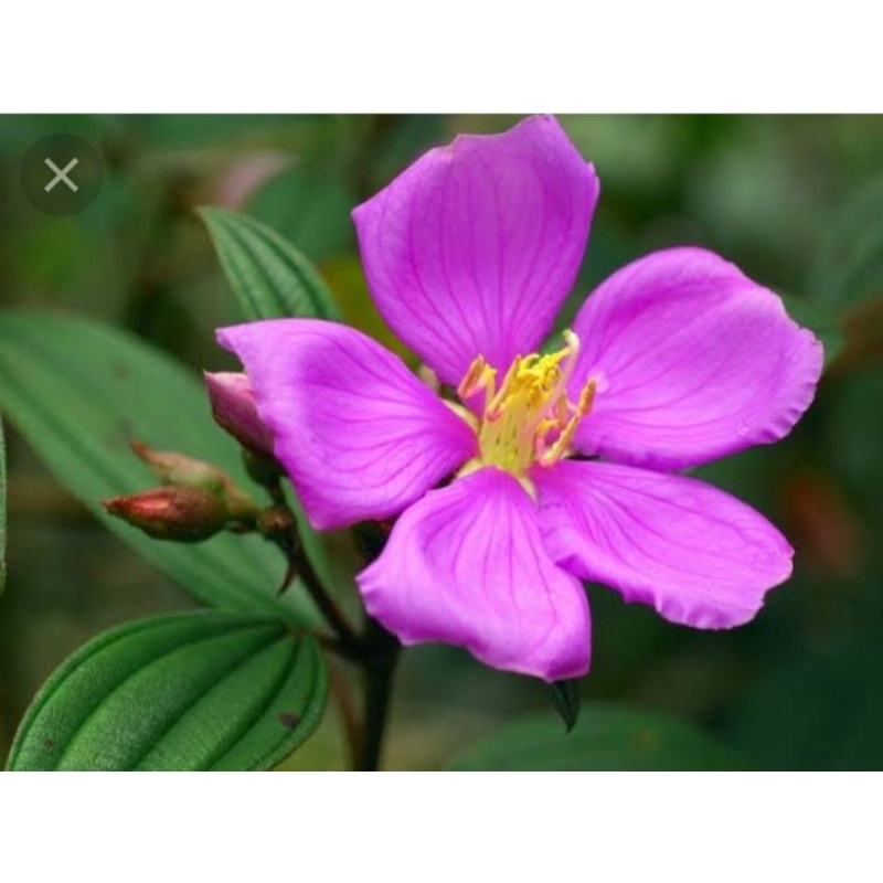 

DAUN SENGGANI SEGAR 100gr SENGGANI SENDUDUK HARENDONG SENGGANI MERAH