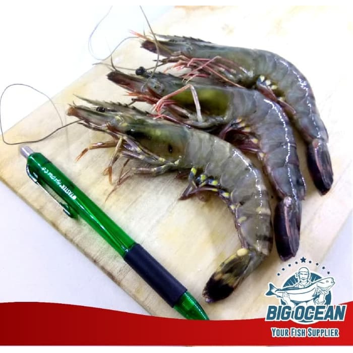 

Udang Tiger|Black tiger prawn JUMBO / Udang Windu size 25-30 @1kg