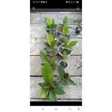 jemani varigata paket